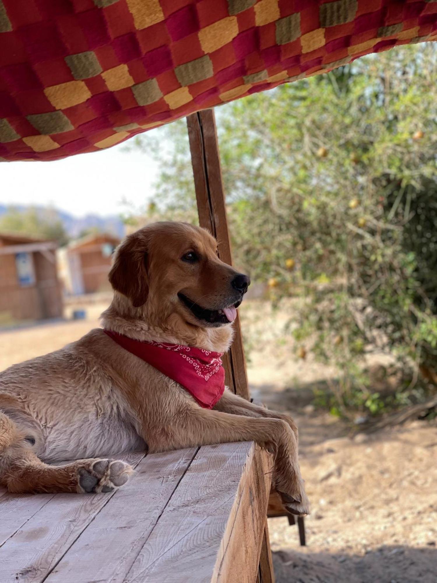 ホテル Alwaha Camp Nuweiba` エクステリア 写真