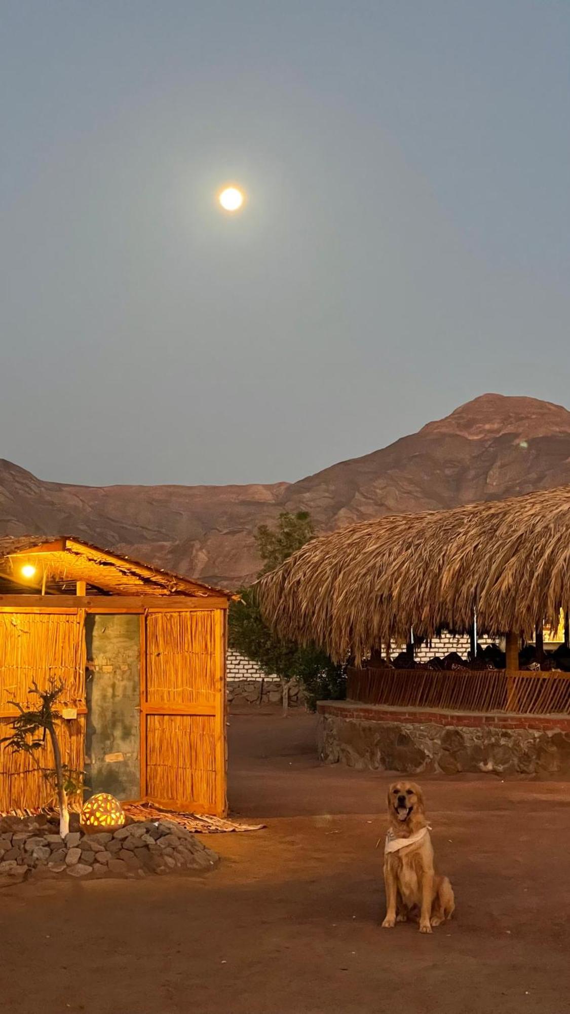 ホテル Alwaha Camp Nuweiba` エクステリア 写真